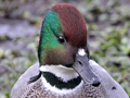 Falcated Duck